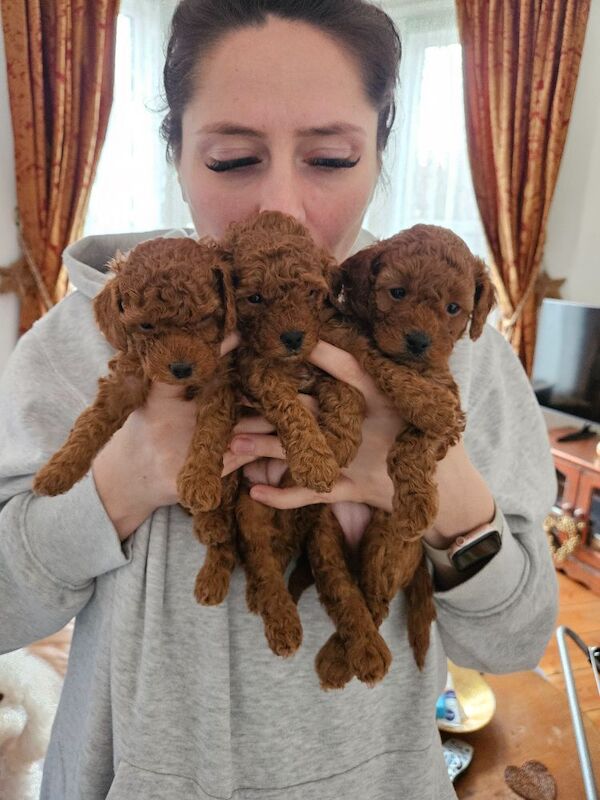 1 dark red toy poodle
