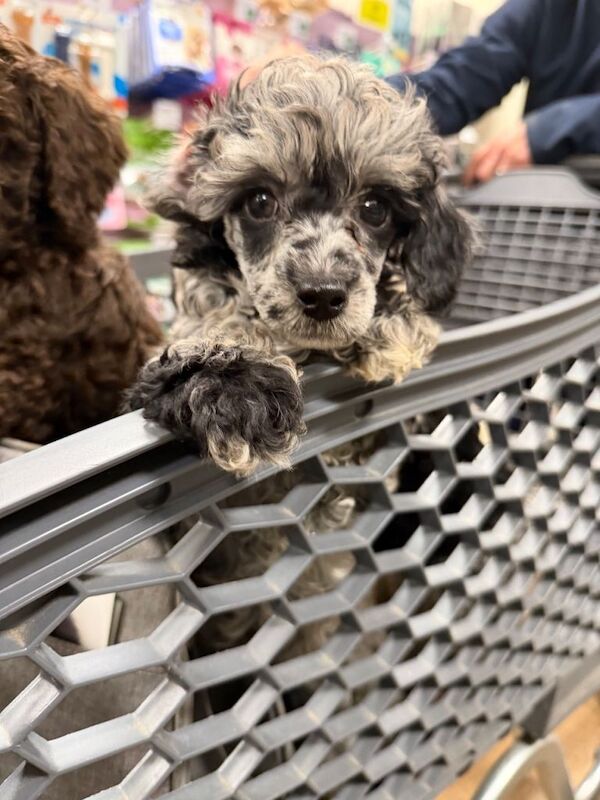 Poodle puppies for sale in Romford, Greater London – 8 weeks old
