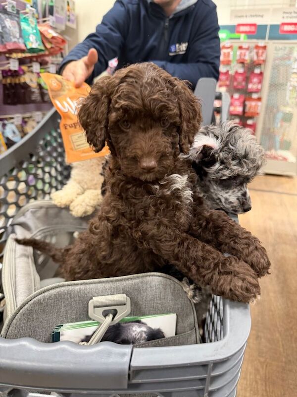 Poodle puppies for sale in Romford, London – 12 weeks old - Image 2 of 4