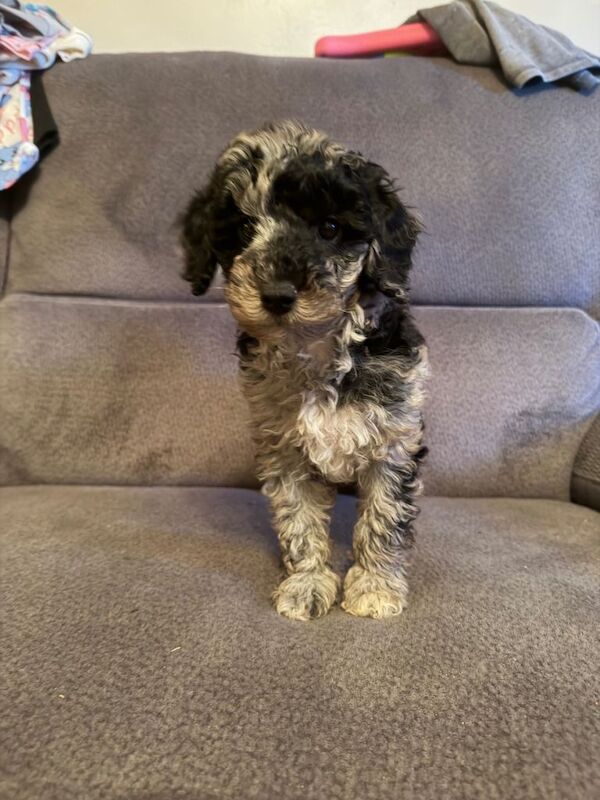 Poodle puppies for sale in Romford, London – 12 weeks old - Image 3 of 4