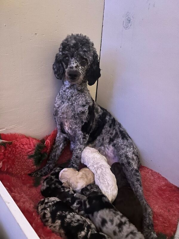 Poodle puppies for sale in Romford, London – 12 weeks old - Image 4 of 4