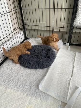 3 Red Toy poodle puppies for sale in Crook, County Durham