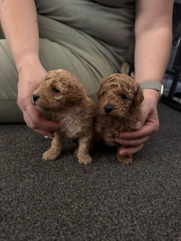 3 toy poodle puppies - Image 2 of 4