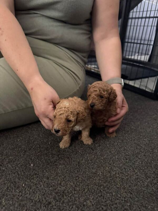 3 toy poodle puppies - Image 3 of 4