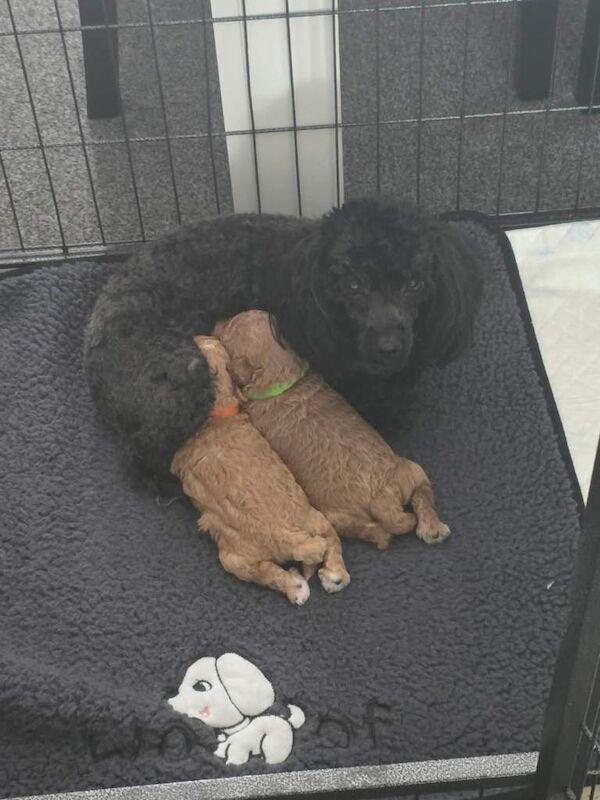 3 toy poodle puppies - Image 4 of 4