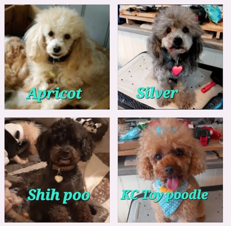 4 beautuful adult male full pedigree silver & apricot toy poodles & shih poo for sale