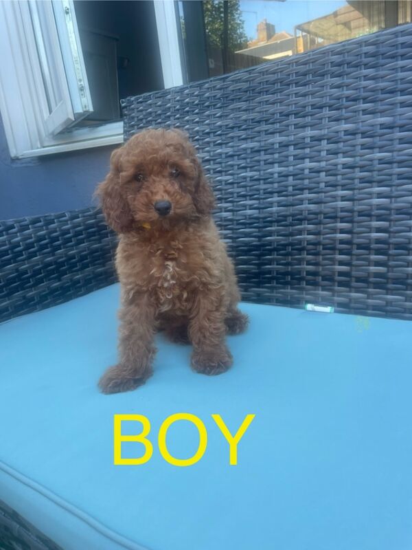 Poodle puppies for sale in Gravesend, Kent – KC registered, 12 weeks old