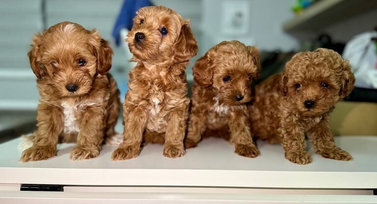 4 F1B Maltipoo puppies ready to leave 12th September.