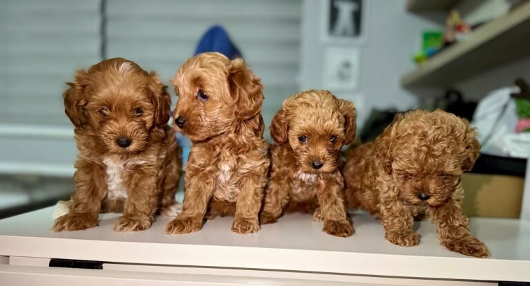 4 F1B Maltipoo puppies ready to leave 12th September. - Image 2 of 4