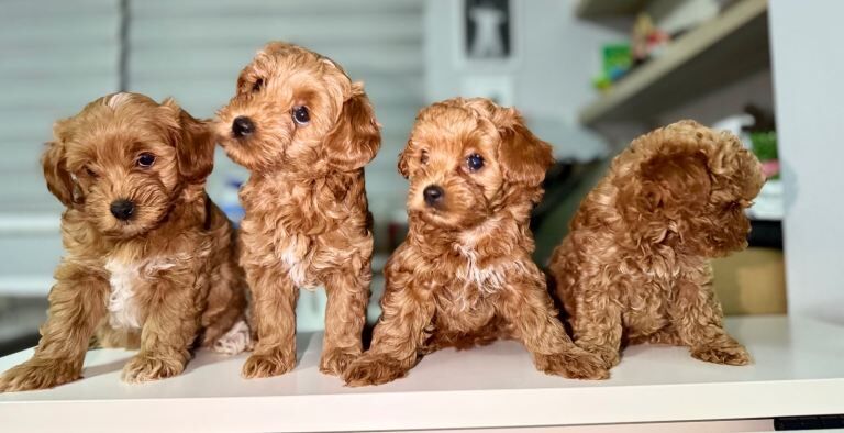 4 F1B Maltipoo puppies ready to leave 12th September. - Image 3 of 4