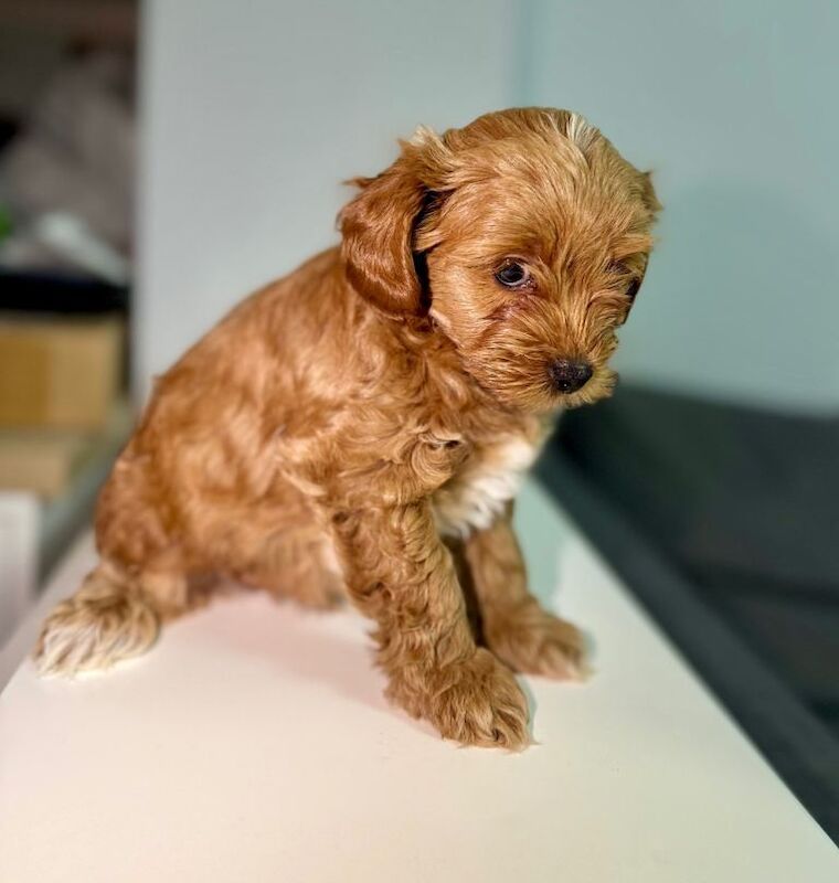 4 F1B Maltipoo puppies ready to leave 12th September. - Image 4 of 4