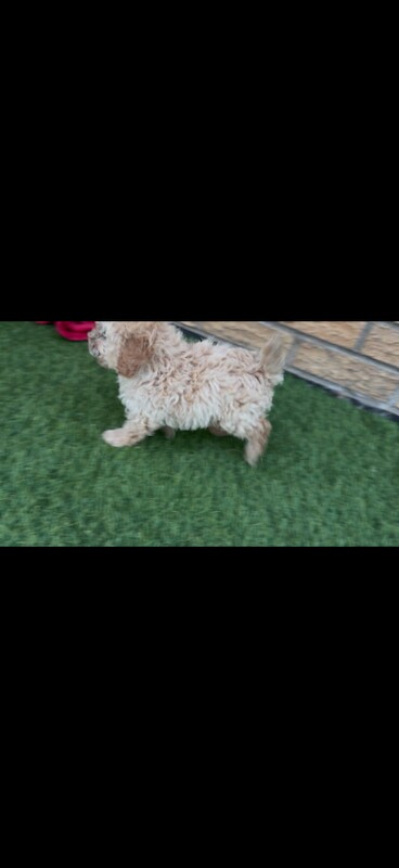 4 miniature poodle looking forever homes - Image 2 of 3