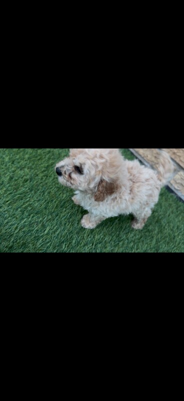 4 miniature poodle looking forever homes - Image 3 of 3