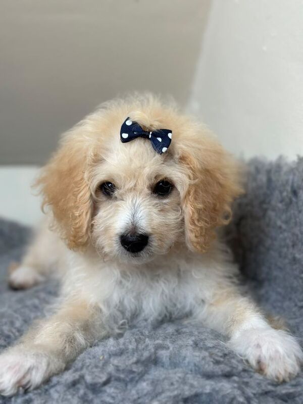 Poodle Puppies For Sale