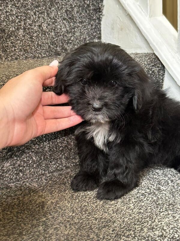 4 precious puppies looking for their forever homes - Image 4 of 5