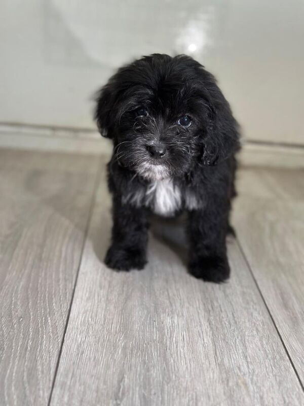 4 precious puppies looking for their forever homes - Image 5 of 5