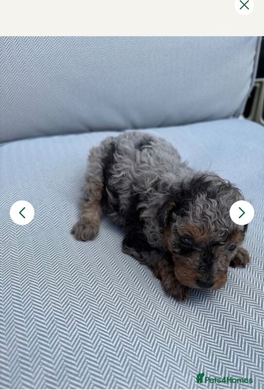 4 toy poodles puppy’s