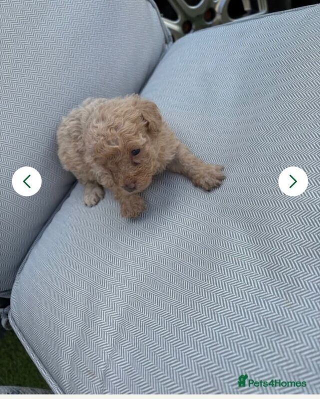 4 toy poodles puppy’s - Image 2 of 4