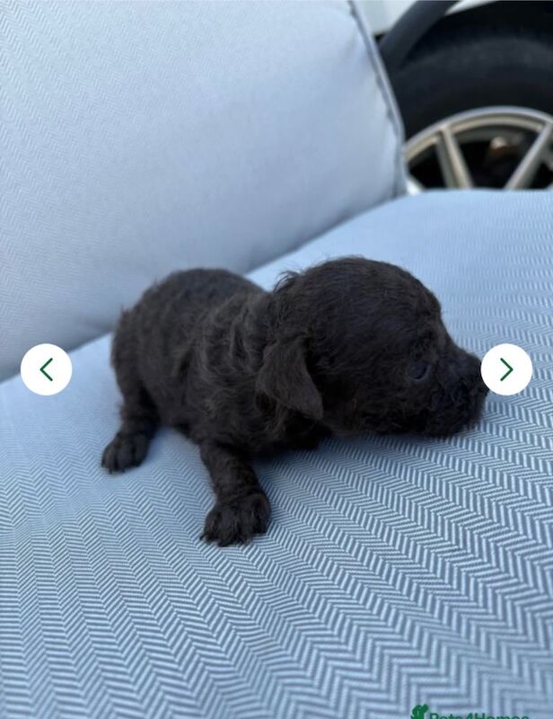 4 toy poodles puppy’s - Image 3 of 4