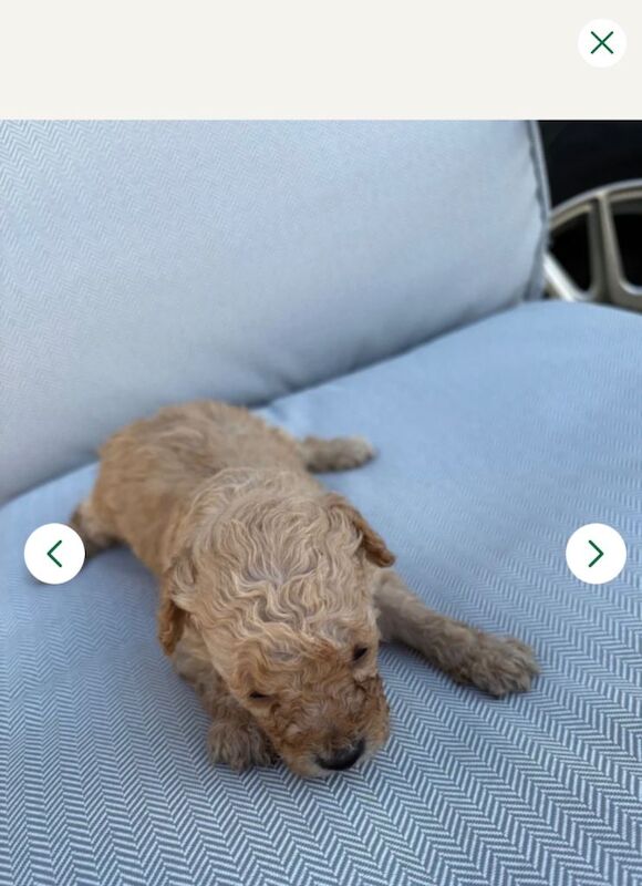 4 toy poodles puppy’s - Image 4 of 4