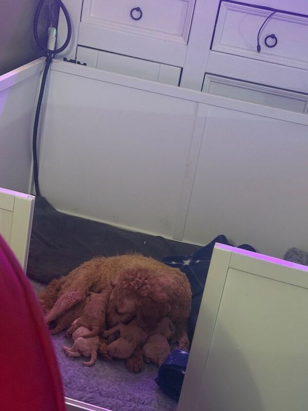 Poodle Puppies For Sale Under £1,000