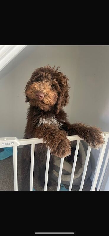 Poodle puppies for sale in Preston, Lancashire – 5 months old