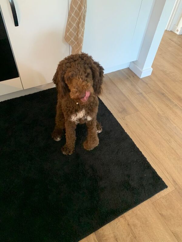 Poodle puppies for sale in Preston, Lancashire – 5 months old - Image 3 of 3