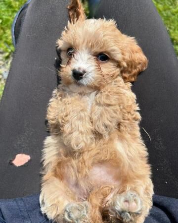 Poodle puppies for sale in Treharris, Merthyr Tydfil – 1 year old - Image 1 of 5