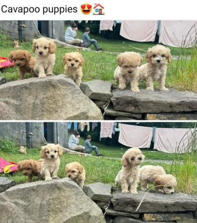 Poodle puppies for sale in Treharris, Merthyr Tydfil – 1 year old - Image 2 of 5