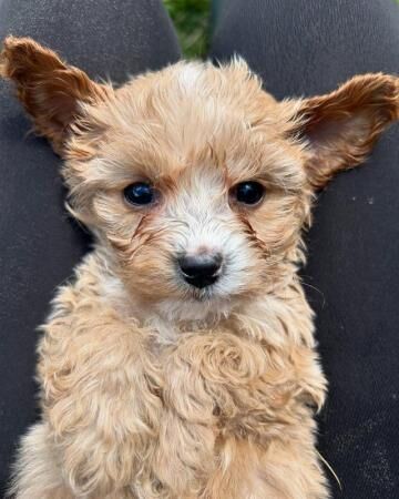 Poodle puppies for sale in Treharris, Merthyr Tydfil – 1 year old - Image 3 of 5