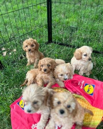 Poodle puppies for sale in Treharris, Merthyr Tydfil – 1 year old - Image 4 of 5