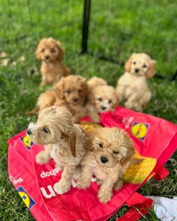 Poodle puppies for sale in Treharris, Merthyr Tydfil – 1 year old - Image 5 of 5