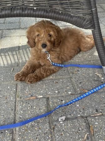 Poodle puppies for sale in Slough, Berkshire – 1 year old - Image 1 of 3
