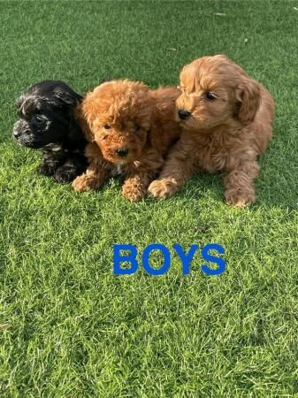 Poodle puppies for sale in Slough, Berkshire – 1 year old - Image 2 of 3