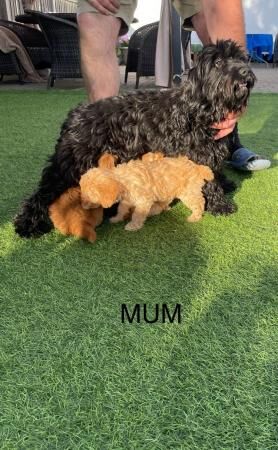Poodle puppies for sale in Slough, Berkshire – 1 year old - Image 3 of 3