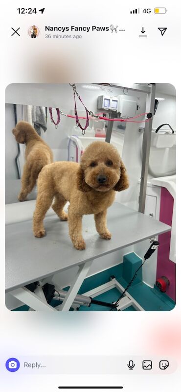 Poodle puppies for sale in Kt160aj – KC registered, 1 week old