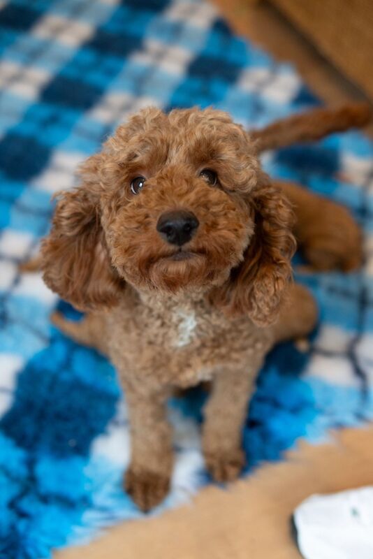 Poodle puppies for sale in Kt160aj – KC registered, 1 week old - Image 2 of 3