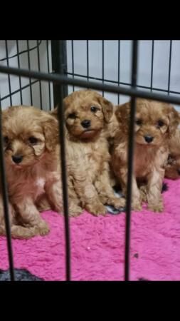 Poodle puppies for sale in Mansfield, Nottinghamshire – 1 year old - Image 1 of 5