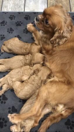 Poodle puppies for sale in Mansfield, Nottinghamshire – 1 year old - Image 2 of 5