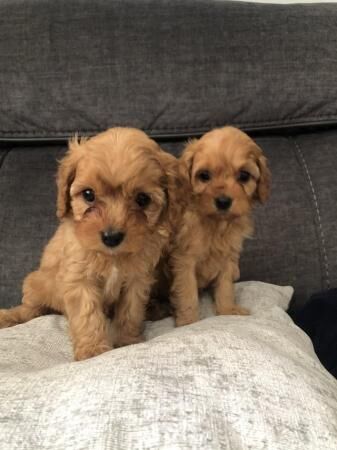 Poodle puppies for sale in Mansfield, Nottinghamshire – 1 year old - Image 3 of 5