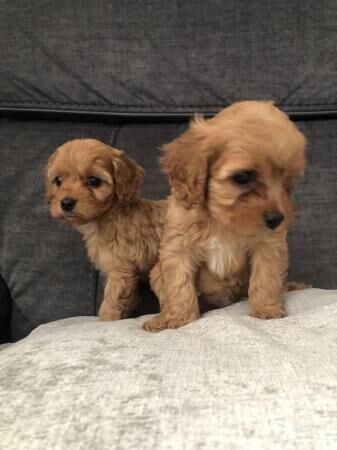 Poodle puppies for sale in Mansfield, Nottinghamshire – 1 year old - Image 4 of 5