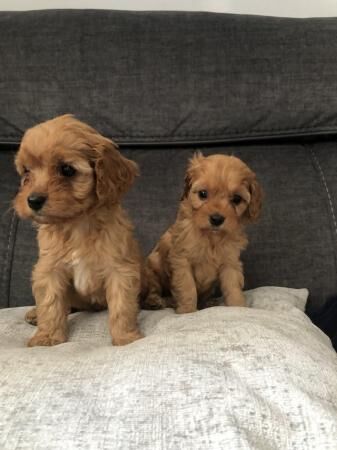 Poodle puppies for sale in Mansfield, Nottinghamshire – 1 year old - Image 5 of 5