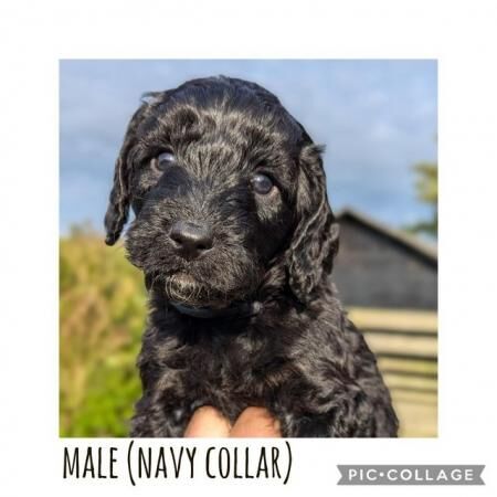 Poodle puppies for sale in Preston, Lancashire – 1 year old - Image 1 of 5