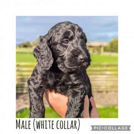 Poodle puppies for sale in Preston, Lancashire – 1 year old - Image 2 of 5