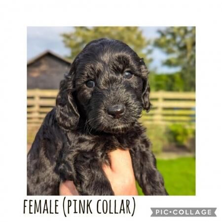 Poodle puppies for sale in Preston, Lancashire – 1 year old - Image 3 of 5