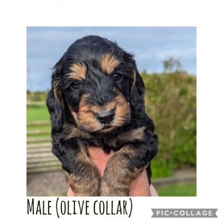 Poodle puppies for sale in Preston, Lancashire – 1 year old - Image 4 of 5