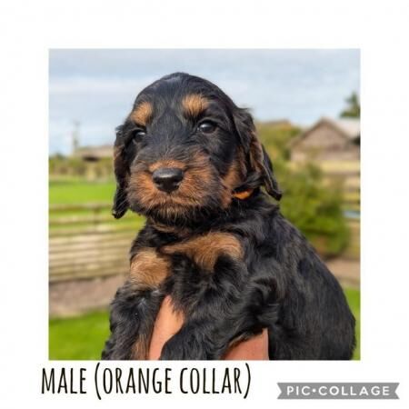 Poodle puppies for sale in Preston, Lancashire – 1 year old - Image 5 of 5