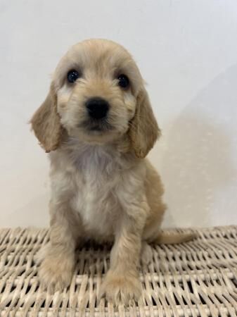 Adorable cockerpoos f1. for sale in Thirsk, North Yorkshire
