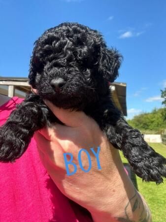Poodle puppies for sale in Wrexham – 1 year old - Image 1 of 5