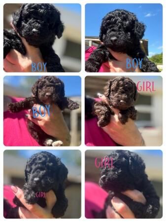 Poodle puppies for sale in Wrexham – 1 year old - Image 2 of 5